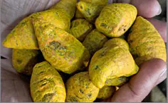 Turmeric Bulbs