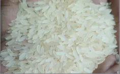 Sona Masoori Boiled