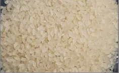 Jaya Rice