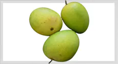 Langra Mango Pulp / Puree