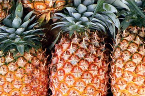 Pineapple Pulp / Puree